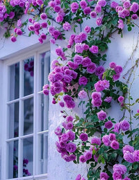 Lila kletternd Rose Blumensamen zur Aussaat – lang Blüte Saison – Traditionssorte & ohne Gentechnik Samen Hausgarten