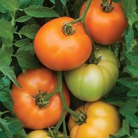 Orange Tomate Solanum lycopersicum Samen zum Pflanzen in Gemüse Patch & Garden