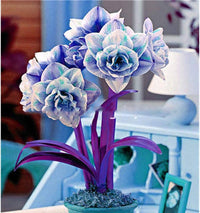 Blau Hippeastrum Blumensamen zur Aussaat – robust Sorte – Traditionssorte & ohne Gentechnik Samen Hausgarten
