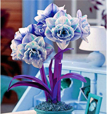 Blau Hippeastrum Blumensamen zur Aussaat – robust Sorte – Traditionssorte & ohne Gentechnik Samen Hausgarten