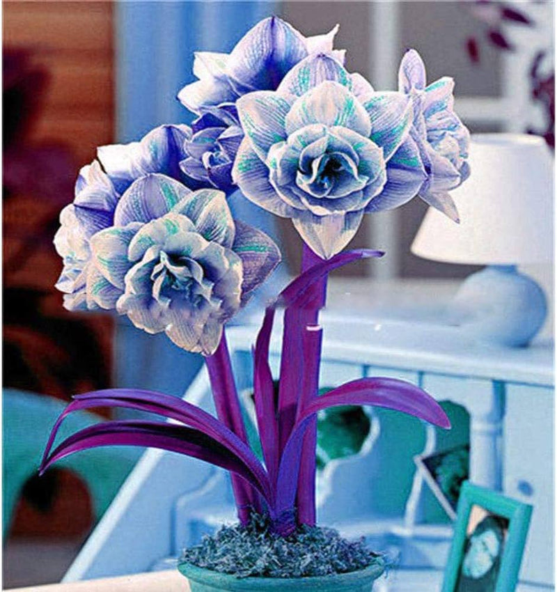 Blau Hippeastrum Blumensamen zur Aussaat – robust Sorte – Traditionssorte & ohne Gentechnik Samen Hausgarten