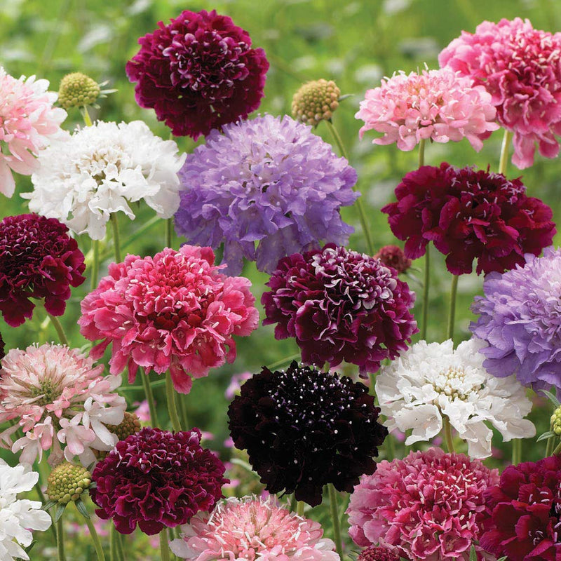 Pincushion blume scabiosa atropurpurea samen for anpflanzung in home garten