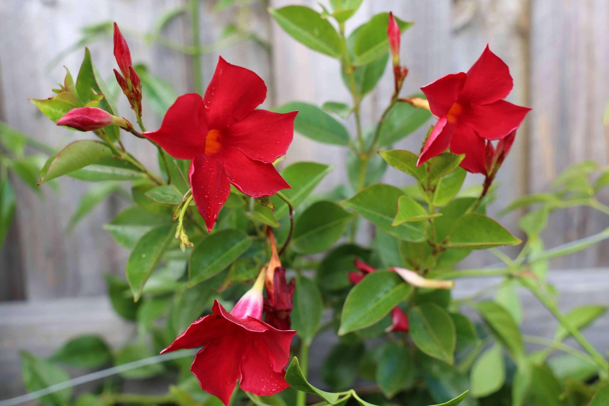 Mandevilla Rot Sanderi Blumensamen zur Aussaat leuchtend kletternd Blüten