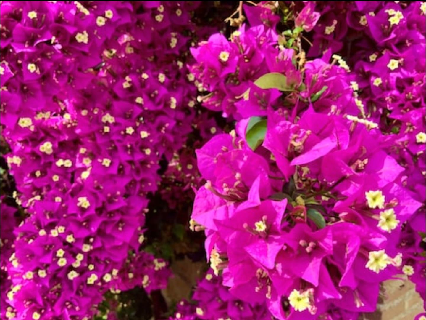 Brick Rosa Drillingsblume Blumensamen zur Aussaat – lang Blüte Saison Traditionssorte & ohne Gentechnik Samen Hausgarten
