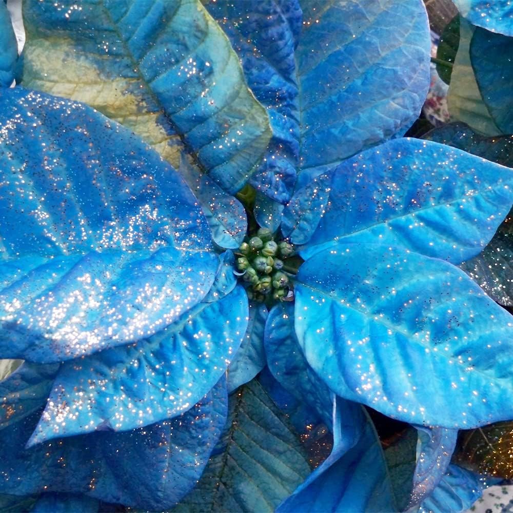 Blau Weihnachtsstern Blumensamen zur Aussaat Drought verträglich Traditionssorte & ohne Gentechnik Samen Hausgarten