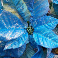 Blau Weihnachtsstern Blumensamen zur Aussaat Drought verträglich Traditionssorte & ohne Gentechnik Samen Hausgarten