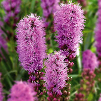 Marsh Blazing Star Liatris spicata Samen zur Aussaat native Wildblume habitat