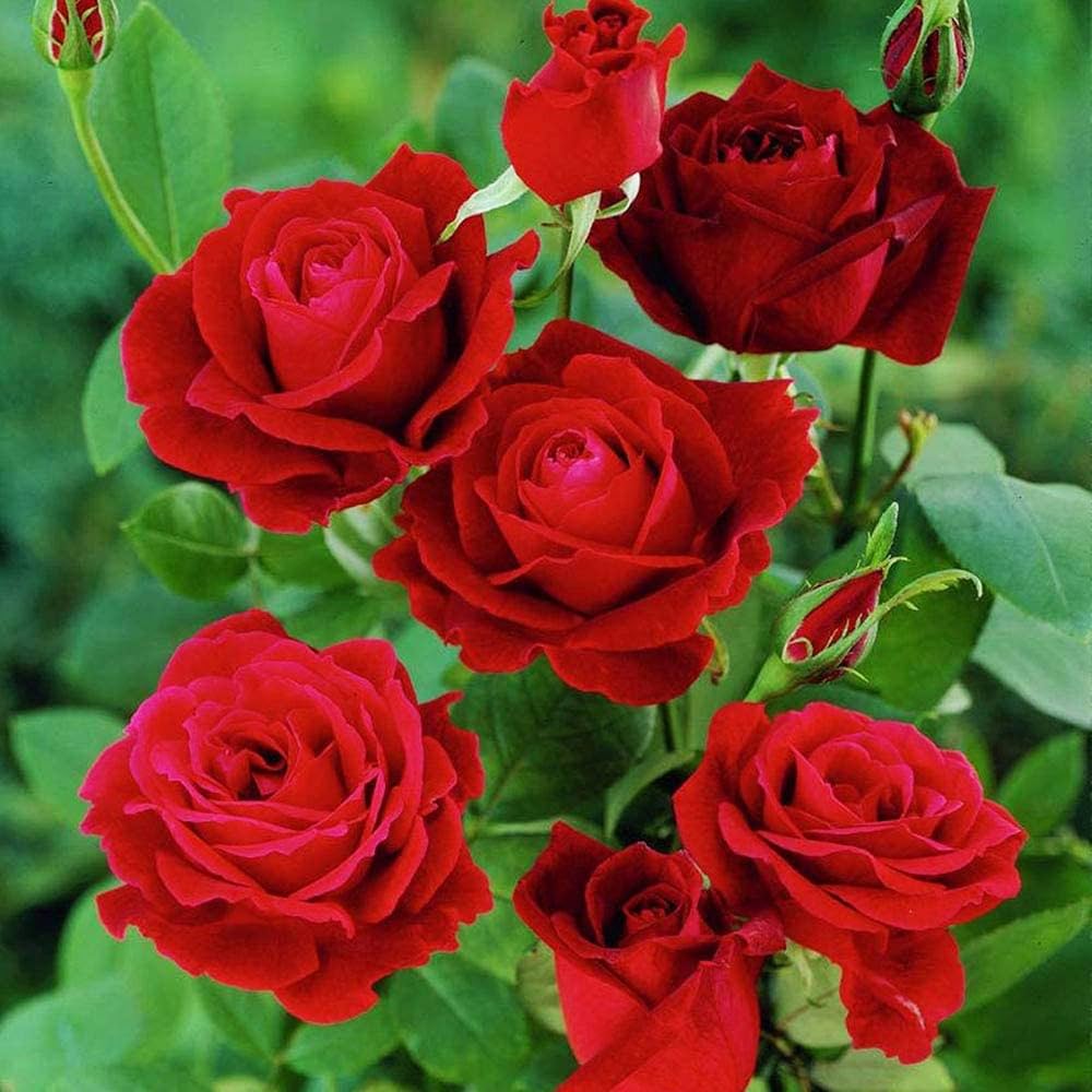Bonsai polyantha rose samen for miniature, elegant rose displays