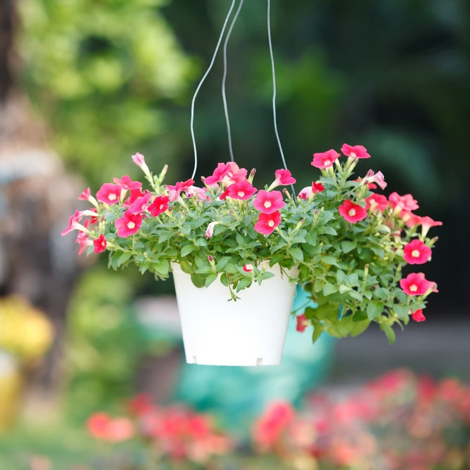 Petunie Freiheit Raspberry Vein Pelletized Petunie Samen zur Aussaat leuchtend Petunias