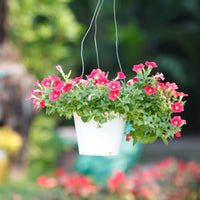 Petunie Freiheit Raspberry Vein Pelletized Petunie Samen zur Aussaat leuchtend Petunias