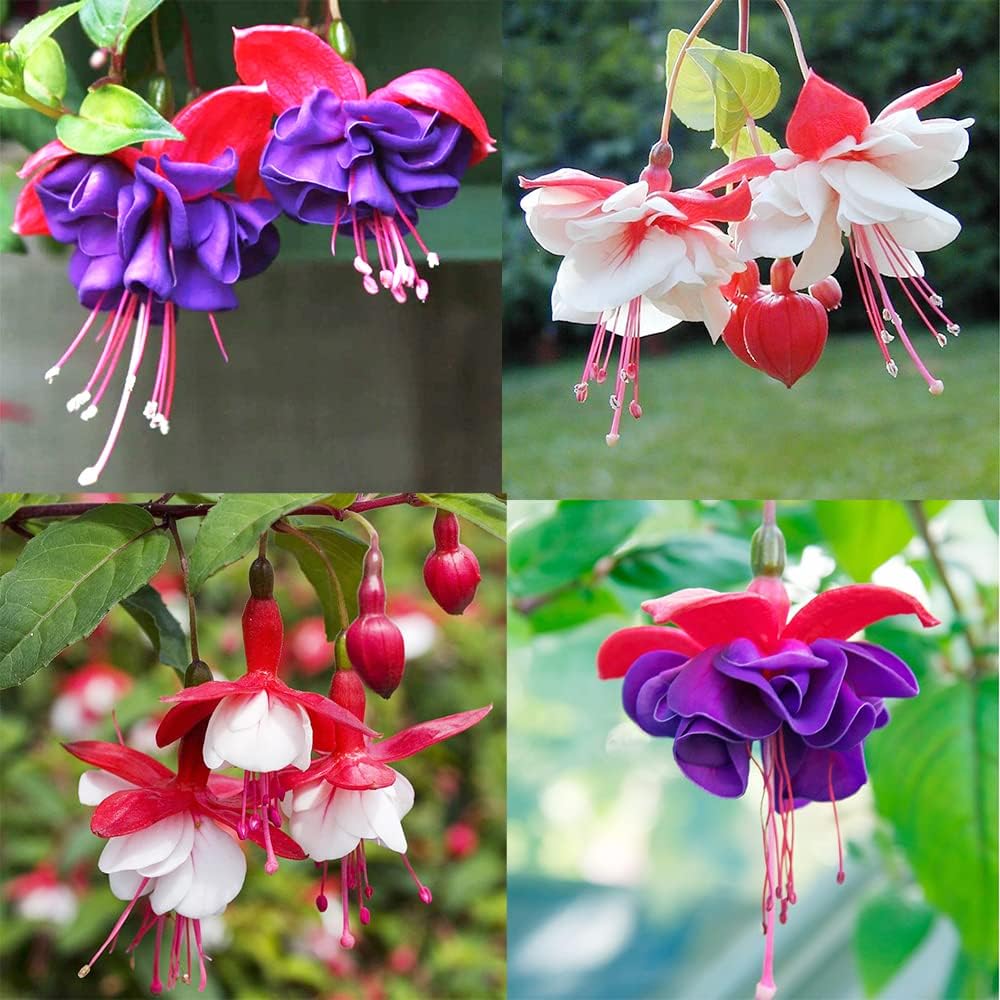Orange Fuchsie Blumensamen zur Aussaat Halbschatten verträglich Traditionssorte & ohne Gentechnik Samen Hausgarten