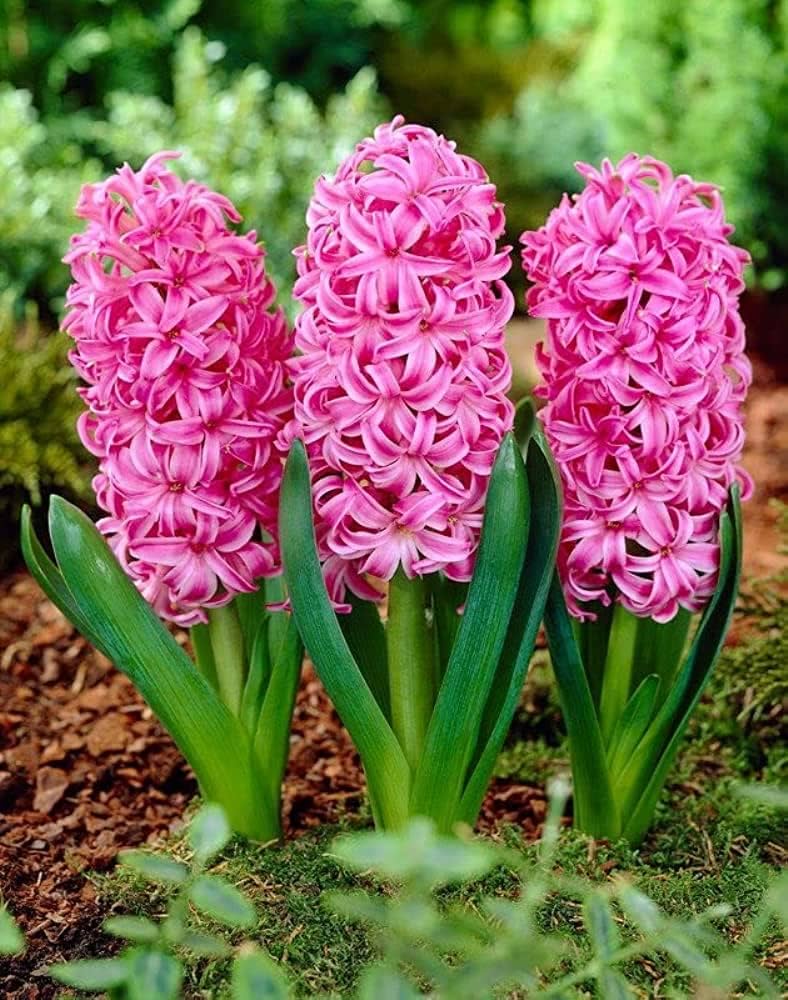Rot Hyacinth Blumensamen zur Aussaat – sonnenliebend – Traditionssorte & ohne Gentechnik Samen Hausgarten