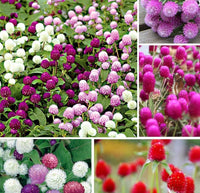 Gomphrena Globosa Gemischt Blumensamen zur Aussaat