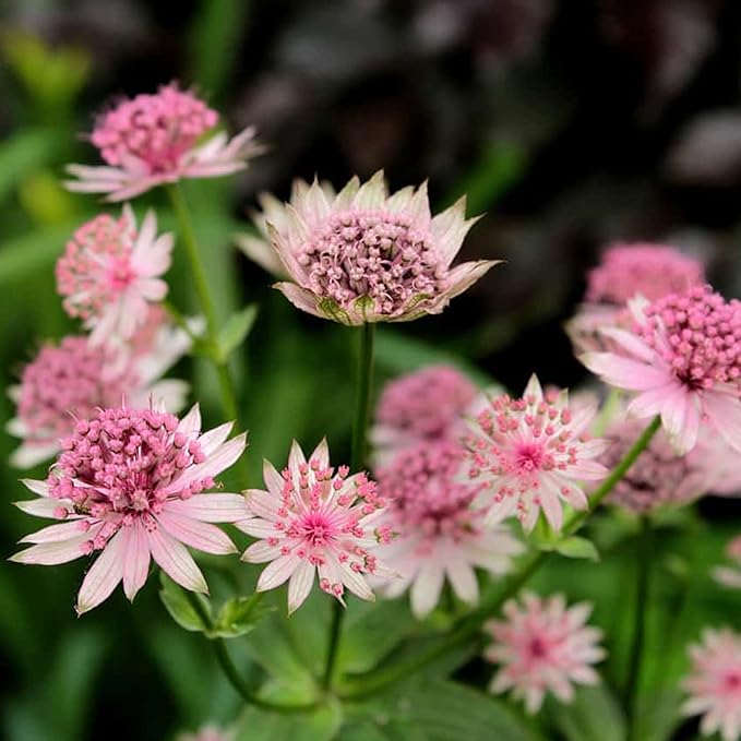 Astrantia Astrantia spp Blumensamen zur Aussaat Blume Beet