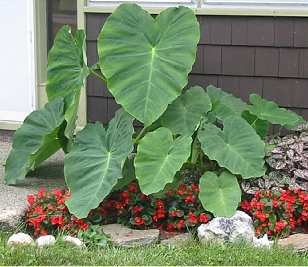 Elephant's Ear Blumensamen zur Aussaat – lang Blüte Saison – Traditionssorte & ohne Gentechnik Samen Hausgarten
