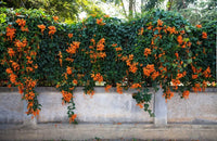 Orange (orange clematis) samen for anpflanzung in home garten