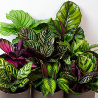 Gemischt Calathea Blumensamen zur Aussaat – Drought verträglich – Traditionssorte & ohne Gentechnik Samen Hausgarten