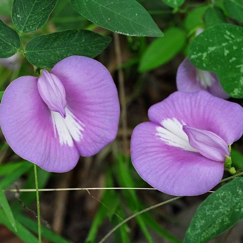 Shankhapushpam Clitoria ternatea Samen zur Aussaat Herbal Garten und Blume Beet