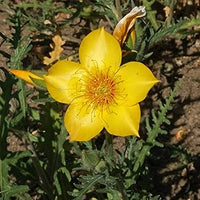 Mentzelia lindleys blazing star samen for striking gelb blumen