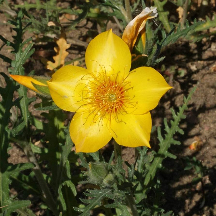 Gelb Blazing Star Mentzelia lindleyi Samen zur Aussaat Bestäuber Blume Beet