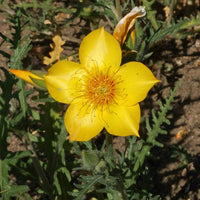 Gelb Blazing Star Mentzelia lindleyi Samen zur Aussaat Bestäuber Blume Beet
