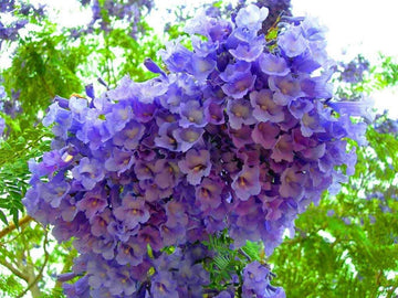 Lavendel Jacaranda Blumensamen zur Aussaat Traditionssorte ohne Gentechnik Halbschatten verträglich Keimung