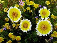 Layia Platygossa ‘Tidy Tips’ Samen – Herb Blume DIY Garten