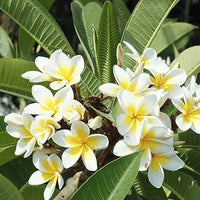Plumeria Blumensamen zur Aussaat – Halbschatten verträglich