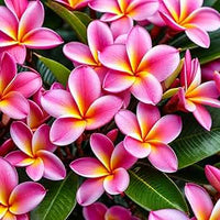 Rosa Grün Flamingoblume Blumensamen zur Aussaat – saisonal Dauerblüher Traditionssorte & ohne Gentechnik Samen Hausgarten