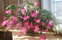 Mixed (mixed schlumbergera) samen for anpflanzung in home garten