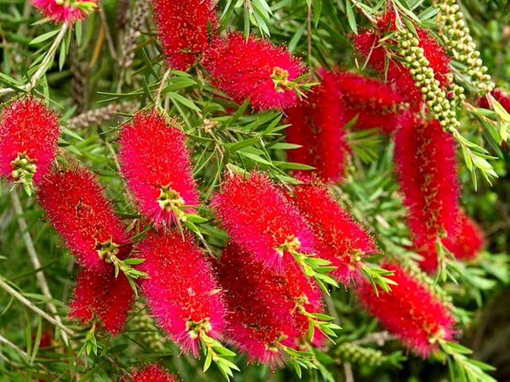 Rosa Melaleuca Blumensamen zur Aussaat – duftend Blüten – Traditionssorte & ohne Gentechnik Samen Hausgarten