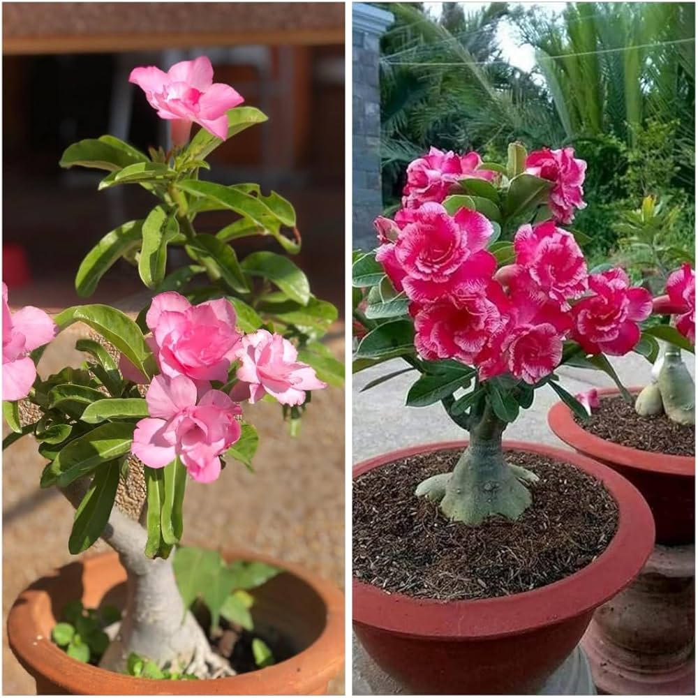 Anzucht Roses DIY Bonsai Garten Samen