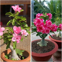 Anzucht Roses DIY Bonsai Garten Samen