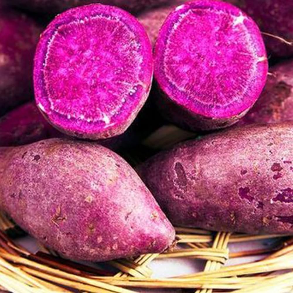 Pink-Lila Potato Gemüsesamen, Perfect for Home Gardens