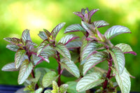 kaufen mentha piperita vegetable pflanzung samen Stück, 100 Stück