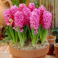 Hyacinth blume samen for anpflanzung - cut blume favorite, heirloom & gmo free samen for home garten
 
 sale samen for anpflanzung in home garten