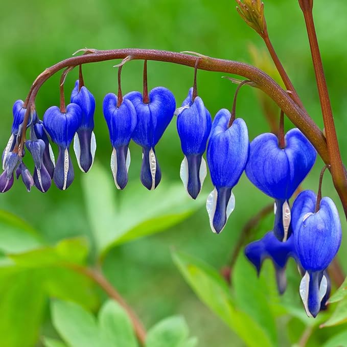 Himmelblau Gelb Heart Blumensamen zur Aussaat leuchtend Blüten Traditionssorte & ohne Gentechnik Samen Hausgarten