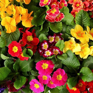 Multi-colored primula malacoides blume samen for anpflanzung - wildflower mix, heirloom & gmo free samen for home garten
 
 sale for anpflanzung in home garten