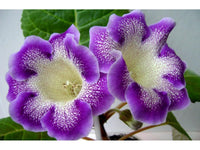 Blau Creme Gloxinie Blumensamen zur Aussaat – Traditionssorte ohne Gentechnik Schnitt Blume beliebt biologisch Garten Samen Keimung