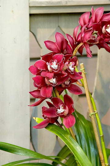Rose Cymbidium Maxillaria Blumensamen zur Aussaat leuchtend Blüten Traditionssorte & ohne Gentechnik Samen Hausgarten