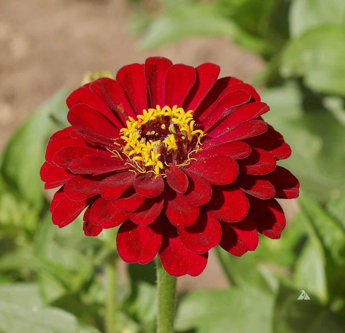 Burgundy zinnia elegans blume samen for anpflanzung - drought tolerant, heirloom & gmo free samen for home garten
 
 sale for anpflanzung in home garten