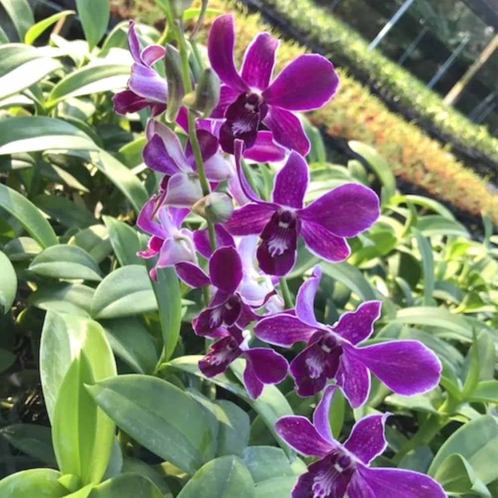 Dendrobium Blumensamen zur Aussaat Wildblume Mischung Traditionssorte & ohne Gentechnik Samen Hausgarten