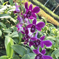 Dendrobium Blumensamen zur Aussaat Wildblume Mischung Traditionssorte & ohne Gentechnik Samen Hausgarten