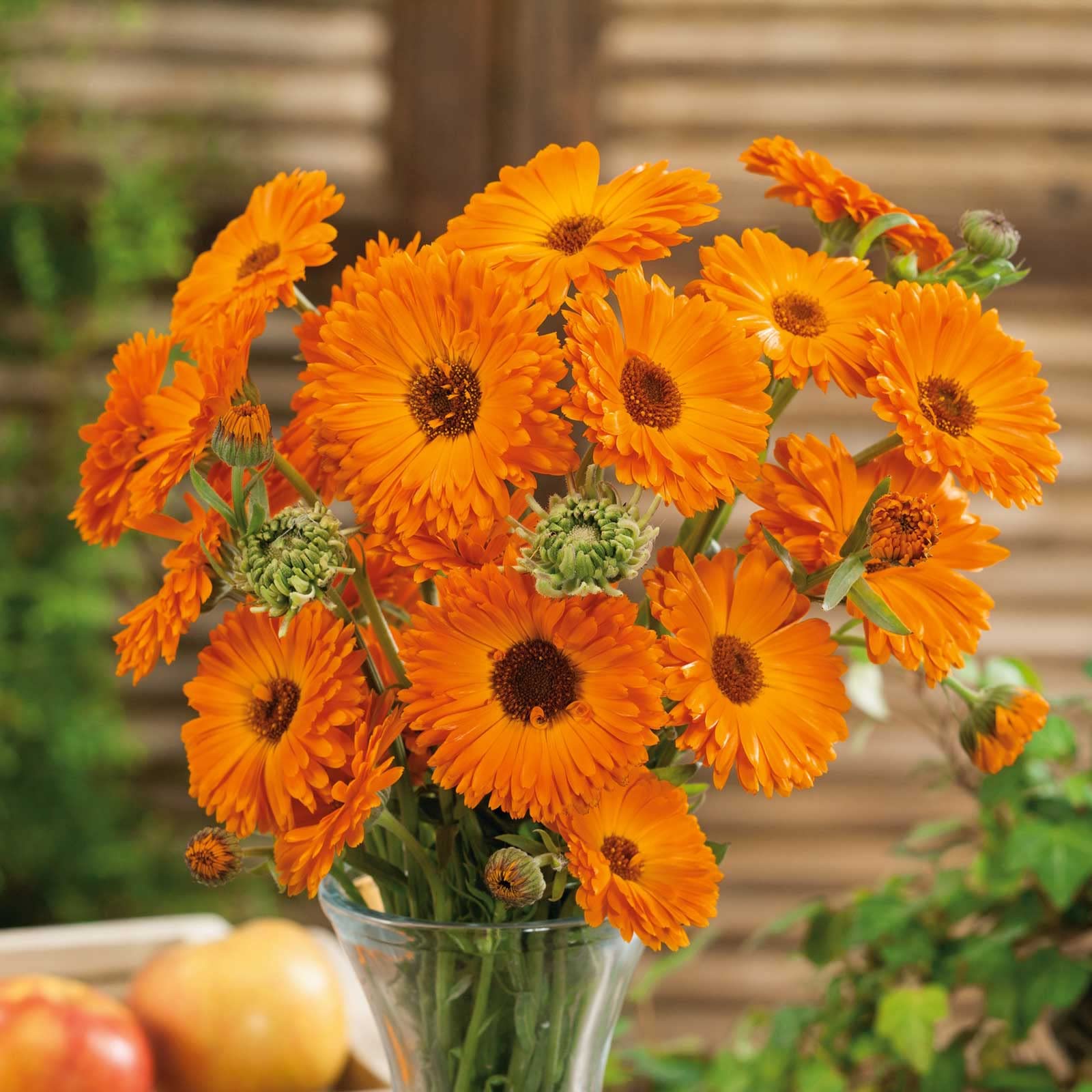 Calendula Geishe Girl Samen zur Aussaat Blume Beet Garten
