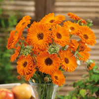 Calendula Geishe Girl Samen zur Aussaat Blume Beet Garten