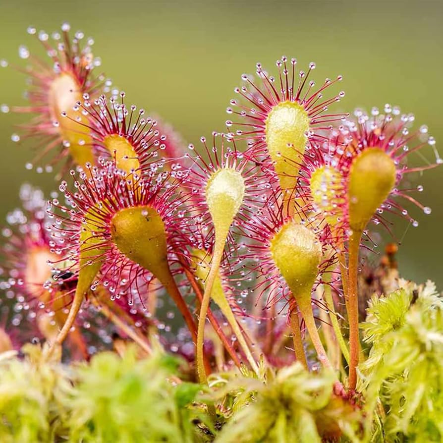 Gemischt Sundew zur Aussaat lang Blüte Saison Traditionssorte & ohne Gentechnik Samen Hausgarten