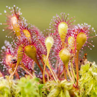 Gemischt Sundew zur Aussaat lang Blüte Saison Traditionssorte & ohne Gentechnik Samen Hausgarten
