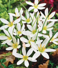 Rain Lilie Zephyranthes spp. Samen Mischung zur Aussaat Urban Gärten