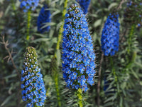 Madeira blume samen for anpflanzung - seasonal bloomer, heirloom & gmo free samen for home garten
 
 sale samen for anpflanzung in home garten