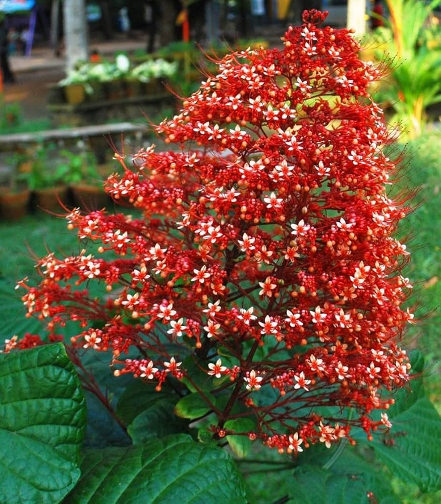 Rot Pagoda Blumensamen zur Aussaat – saisonal Dauerblüher – Traditionssorte & ohne Gentechnik Samen Hausgarten